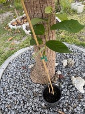 Cherimoya grafted rare for sale  Cape Coral