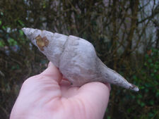Large bartonian eocene for sale  RINGWOOD