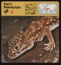 Petri stenodactylus safari for sale  Waupun
