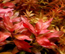 piante acquario rosse usato piante acquario rosse usato Roma