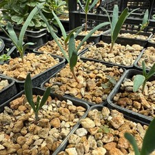 Welwitschia mirabilis seedling usato  Casapesenna