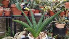 Sansevieria rahwana for sale  GLOUCESTER