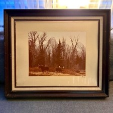 Vintage 1970 moose for sale  Kenai