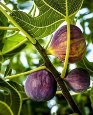 black mission fig tree for sale  USA