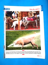 Clipping giornale cane usato  Italia