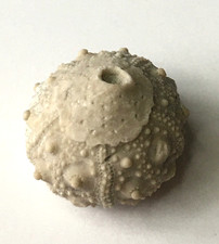 Fossilized cretaceous sea for sale  Paris