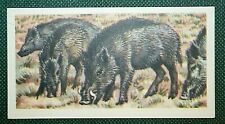 Usado, INDIAN WILD PIG Vintage 1962 Ilustrado Cartão de Vida Selvagem EE31M comprar usado  Enviando para Brazil