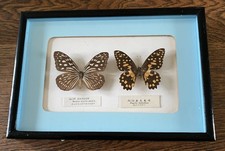 Real butterflies vintage for sale  BISHOP AUCKLAND