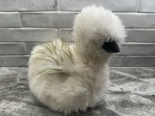 Silkie chick chicken for sale  Tewksbury