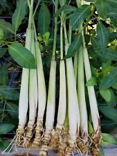 Live organic lemongrass for sale  Port Isabel