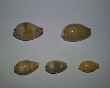 Conchiglia shell cypraea usato  Piombino