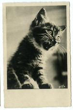 young kitten for sale young kitten for sale Plymouth