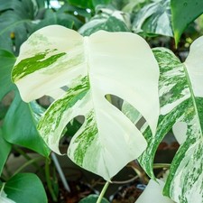 Variegated monstera deliciosa for sale  Miami