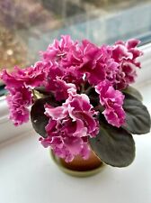 African violet fresh for sale  KEIGHLEY
