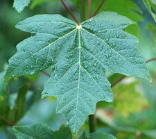 Acer macrophyllum acero usato  Napoli