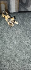nipper the dog for sale  BATLEY
