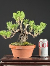 Japanese cork bark for sale  Statesville
