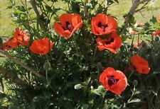 turkischer mohn gebraucht kaufen turkischer mohn gebraucht kaufen Perach