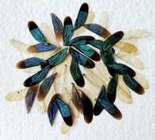 Green blue damselfly for sale Green blue damselfly for sale  SLEAFORD