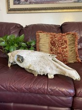 Beloved horse skull for sale  West Edmeston