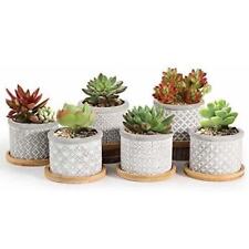 Cement pot succulent for sale  Minneapolis