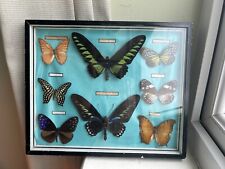 vintage framed butterflies for sale  WIGAN