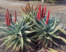 Aloe ferox marlothii for sale  Valley Center