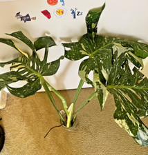 Monstera deliciosa thai gebraucht kaufen  Zeulenroda-Triebes