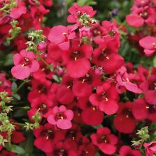 Diascia plug plants for sale  LONDON