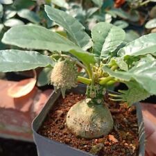 10pcs rare dorstenia for sale  Shipping to United Kingdom