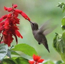 Scarlet sage salvia for sale  Houma