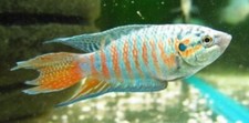 Blue paradise fish for sale  Marysville