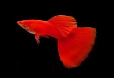 Full red albino for sale  GLASGOW