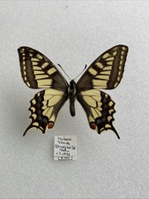 Entomologie papilio machaon gebraucht kaufen  Marienmünster