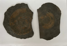 Schieferplatten ammoniten vers gebraucht kaufen  Schweinfurt