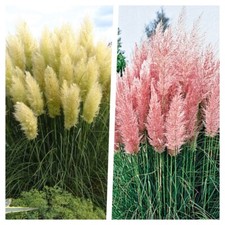 Cortaderia selloana liter gebraucht kaufen  Goch