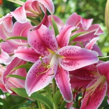 Oriental lily stargazer for sale  CRAWLEY