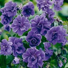 Double purple geranium for sale  Ravensdale