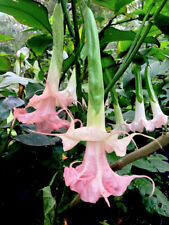 Extra rare brugmansia d'occasion  Expédié en Belgium