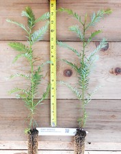 Coast redwood trees for sale  Albany
