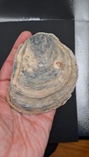 Fossile auster muschel gebraucht kaufen  Berlin