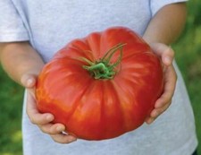 Graines tomates géantes d'occasion  Expédié en France