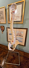 Vintage anatomical medical for sale  MALMESBURY