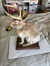 Full jackalope mount for sale  Melville