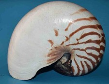 Sea shell coquillages d'occasion  Agde