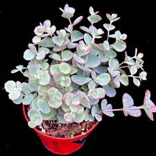 Sedum sieboldii hardy for sale  LEIGH