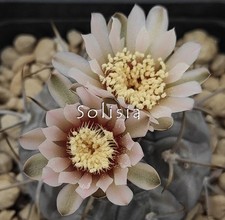 Gymnocalycium castellanosii bo usato  Trivignano Udinese