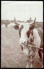 Ayrshire cow woodville for sale  Mediapolis