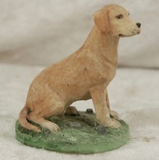 gundog for sale  CAMELFORD