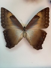 Entomologie morpho cisseis gebraucht kaufen  Marienmünster